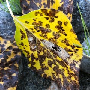 Meet your Posher, Kathleen